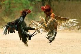 Animal Sports